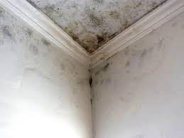 Trusted Greensboro, MD Mold Removal & Remediation Experts