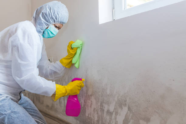 Mold Removal for HVAC Installations in Greensboro, MD